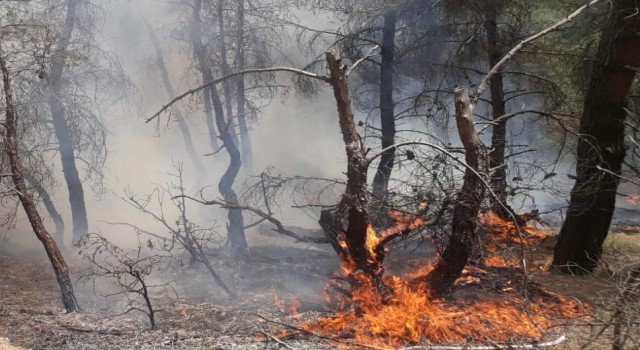 Uşaktaki orman yangınında 1,5 dekar alan zarar gördü