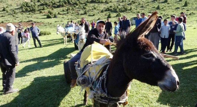 Vanda ‘Eşek Arabası yarışması