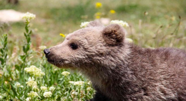 Vanda sevimli ayı yavrusuna ziyarete izin verilmeyecek