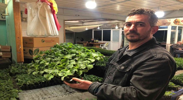Vatandaşlar kendi sebzelerini üretmek için fideye koştu
