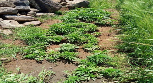 Viranşehirde 259 kök kenevir bitkisi ele geçirildi