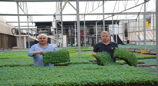 Yalova Ziraat Odasından çiftçiye 250 bin yerli fide