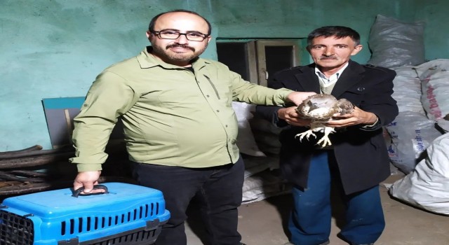 Yaralı bulunan arı şahini AKÜREMde tedavi altına alındı