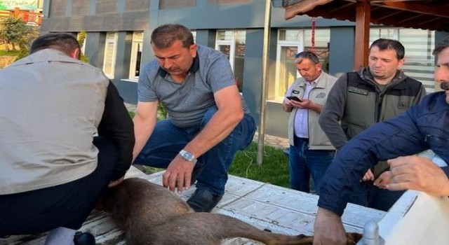 Yaralı karacaya ormancılar sahip çıktı