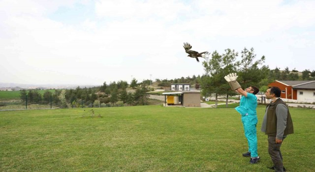 Yaralı kızıl şahin tedavi edildikten sonra doğaya bırakıldı