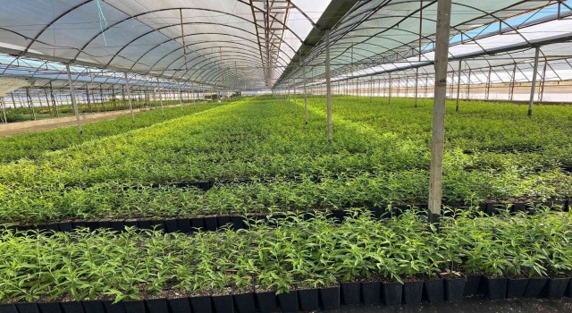 Zeytincilik yeni çeşitlerle gelişiyor