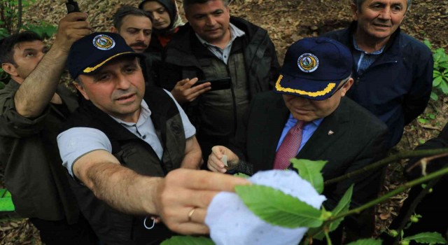 Zonguldakta gal arısına karşı bin 20 terminatör böcek doğaya salındı