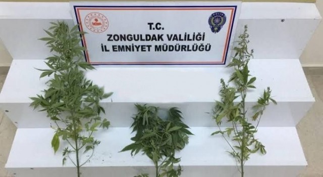 Zonguldakta uyuşturucu operasyonu: 1 şüpheli yakalandı