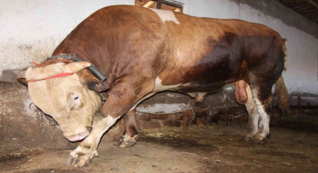 1,3 tonluk kurbanlık boğa 80 bin liradan satışa çıktı