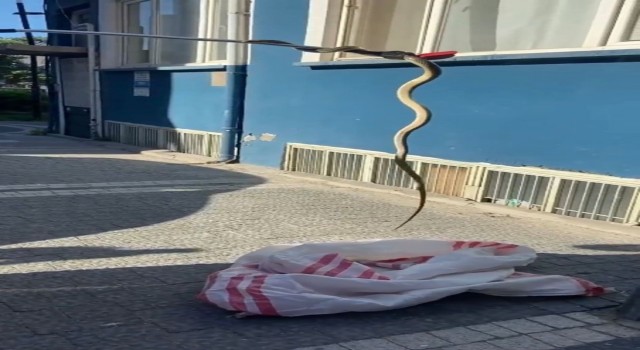 2 metrelik yılan, korku dolu anlar yaşattı