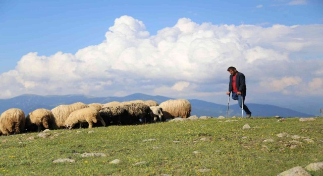 26 yıldır tek bacağıyla hayvanlarını otlatıyor