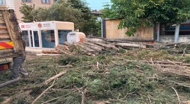40 yıllık çam ağaçlarının kesilmesine mahalleliler tepkili