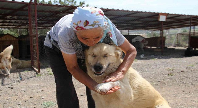 500ü aşkın köpeğe barınakta bakan İnci anne hayırseverlerden yardım istiyor