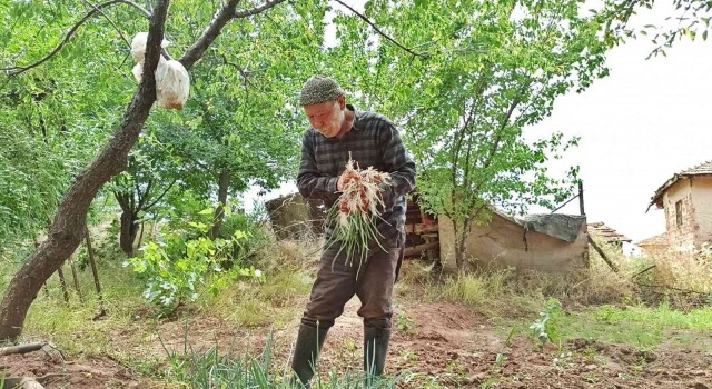 76 yaşında arı gibi çalışıyor, gençlere taş çıkartıyor