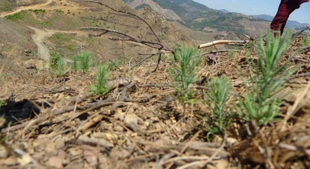 9 ton tohum serpilmişti, Adanada yanan ormanlık alan yeşeriyor