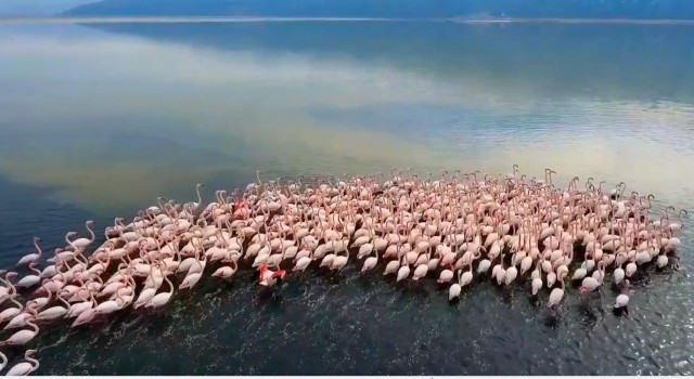 Acıgölde flamingolar böyle görüntülendi