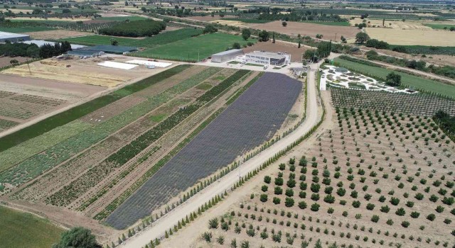 Adan Zye aromaterapi BAÇEMde konuşulacak