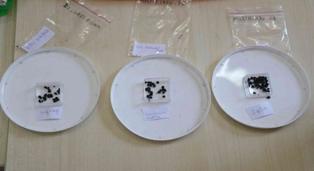 Adanada 3 bin yıl öncesine ait üzüm, mercimek, bakla, bezelye, buğday ve arpa tohumları bulundu