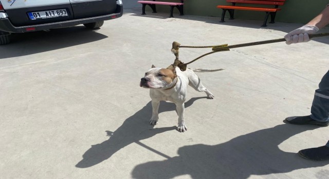 Adanada 6 ayda 80 kişiye 549 bin 613 lira yasaklı köpek cezası