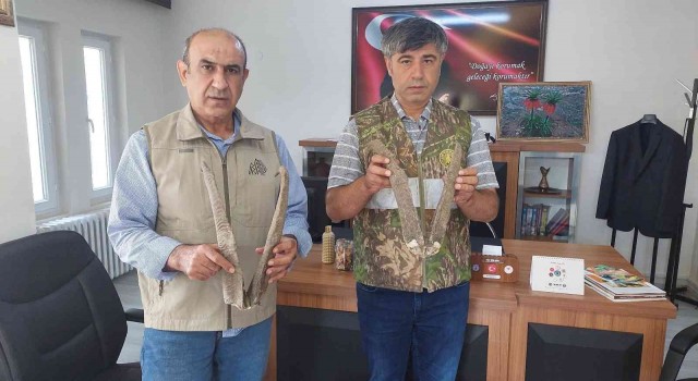 Adıyamanda ele geçirilen keçi boynuzuna 513 bin TL ceza