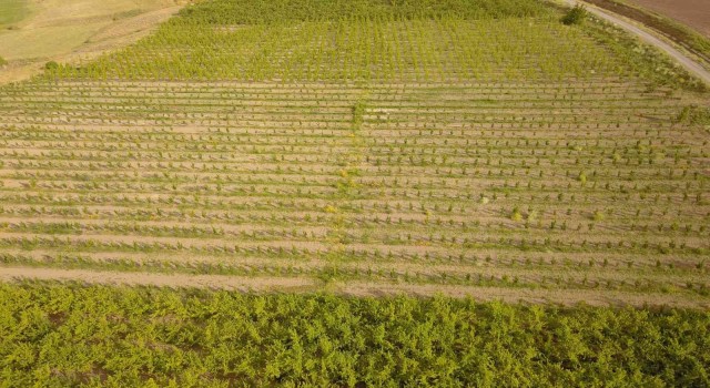 Ahlatta 29 çiftçi için yüzde 50 hibe destekli elma bahçesi kuruldu