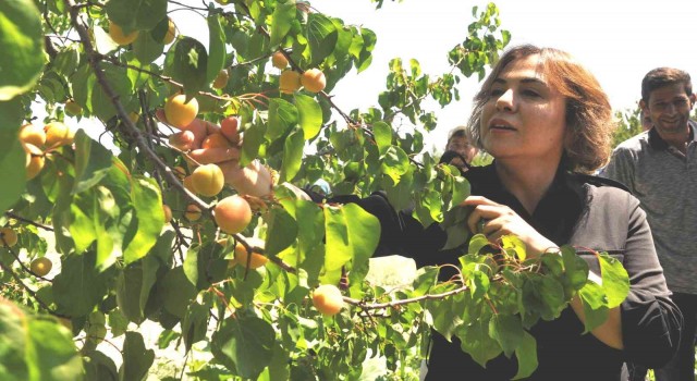 AK Partili Yılmaz: Mut kayısısında bu yıl 110 bin tondan fazla rekolte gerçekleşti