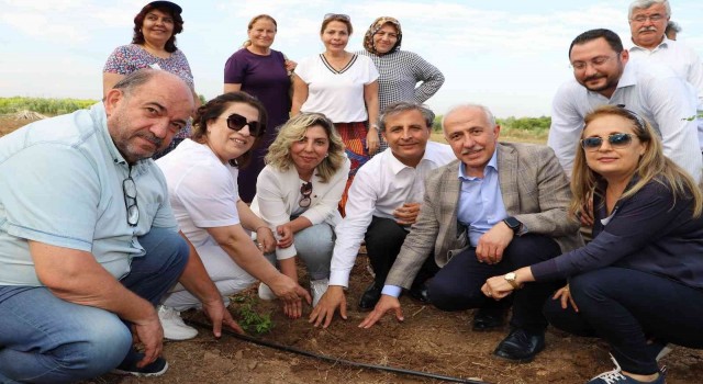Akdenizde şeker otu yetiştirilecek