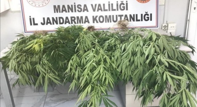 Akhisarın 3 mahallesinde 100 kök kenevir bitkisi ele geçirildi