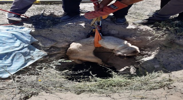 Aksarayda 4 metrelik kuyuya düşen köpeği AFAD kurtardı