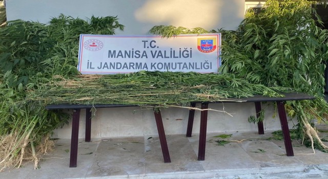 Alaşehirde bin 812 kök kenevir ele geçirildi
