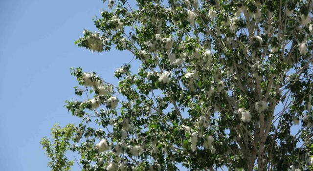 Alerjik hastalığı olanlara ‘polen uyarısı