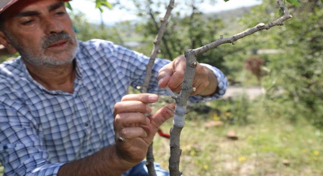 Ali Dağında Antep Fıstığı yetişecek