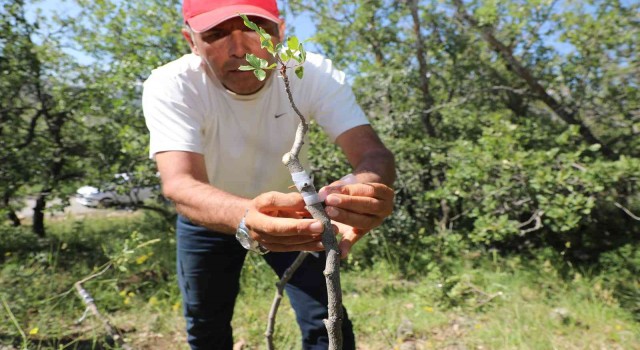 Ali Dağında Antep fıstığı yetişecek