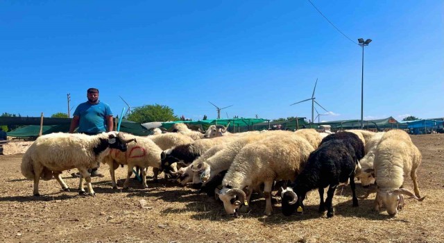 Aliağada kurbanlıklar alıcılarını bekliyor