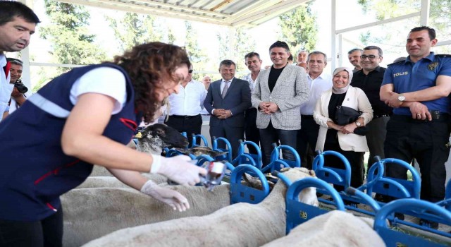 Aliağada yavru ölümlerine karşı aşı kampanyası başladı