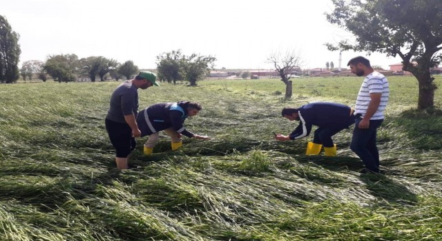 Altıntaşta etkili olan dolu ekili alanlarda zarara yol açtı