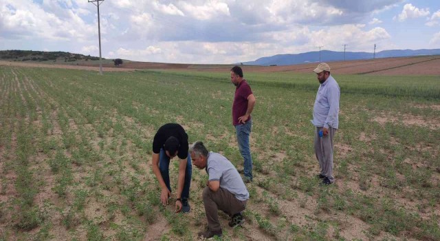 Altıntaşta nohut ve ayçiçeği tohumlarının hastalık ve zararlı kontrolleri yapıldı
