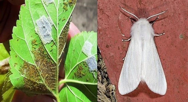 Amerikan beyaz kelebek ile mücadele sürüyor