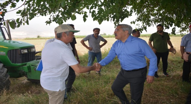 Amik Ovasında buğday hasadı başladı