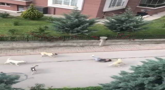 Ankarada 6 başıboş köpeğin çocuğa saldırma anı kamerada