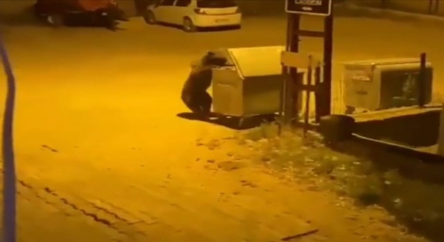 Ankarada aç kalan ayı köye indi