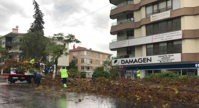 Ankarada etkili olan fırtına ağaçların devrilmesine neden oldu