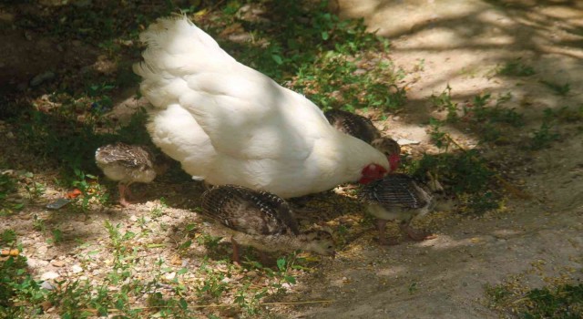 Annelik duygusu ağır bastı: Hindi yavrularını terk etti, tavuk sahiplendi