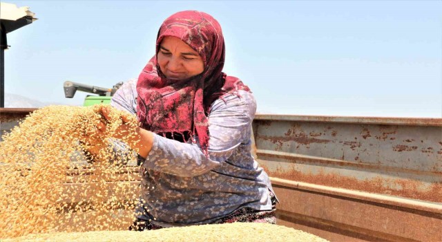 Antalyada buğday hasadı başladı