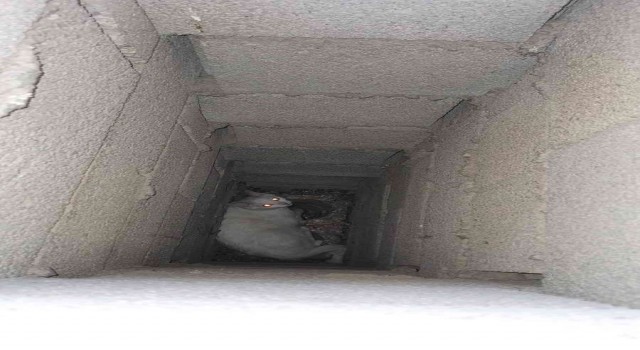 Apartmanın bacasında mahsur kalan kedi kurtarıldı