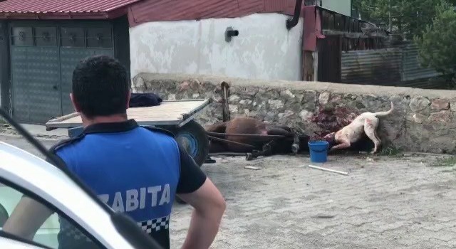 Ardahanda köpek vahşeti kamerada