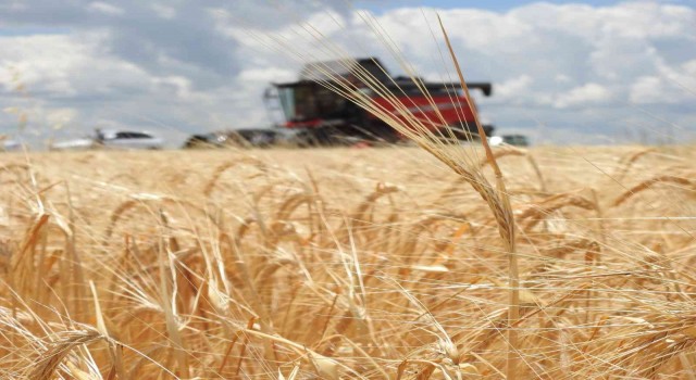 Arpanın merkezi Edirnede verim üreticinin yüzünü güldürüyor