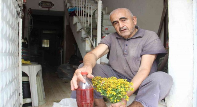 Aydında, asırlık gelenekle kantaron yağı yapım sezonu başladı