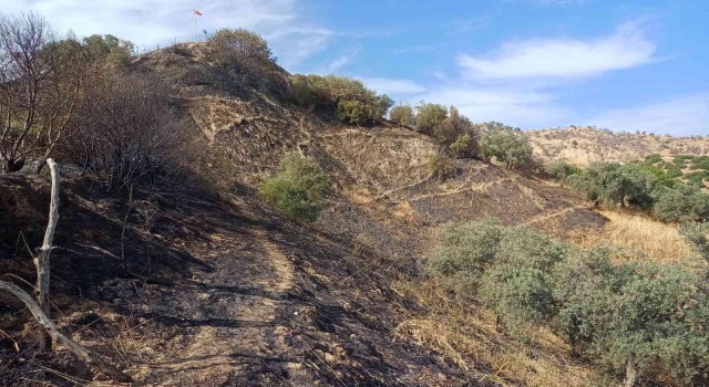 Aydında zeytinlik alandaki yangın büyümeden söndürüldü