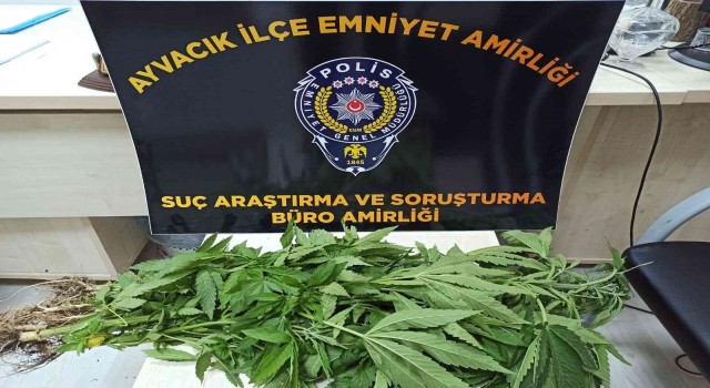 Ayvacıkta uyuşturucu operasyonunda 1 kişi tutuklandı
